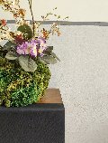 Kokedama Dancing Orchid - Sconto per Fioristi e Aziende - Beige H 60 dm. 50