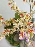 Kokedama Dancing Orchid - Sconto per Fioristi e Aziende - Beige H 60 dm. 50