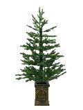 Albero di Natale c/o Base -  Sconti per Fioristi e Aziende  -  H 120