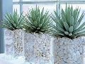 Agave gomma H 20 cm.  - Sconti per Fioristi e Aziende - Con 36 foglie