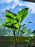 Alocasia Verde x 7 H 100 - Sconti per Fioristi e Aziende - Artificiale con vaso