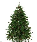 Albero di Natale Arizona in PVC - Sconti per fioristi e Aziende H 180-210-240