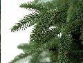 Albero Slim Alpino abete   - Sconti per Fioristi e Aziende - H 150/180/210/240 in PE+PVC