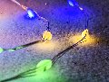 Filo 300 Luci Led da mt.10 - Sconti per Fioristi e Aziende - Rocchetto Multicolor