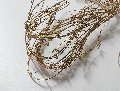 Fascio Oro legato H 28 - Sconti per Fioristi e Aziende - Naturale Conf. 30 gr.