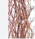 Salix Willow H 200 Contorto - Sconti per Fioristi e Aziende - Nocciolo con 10 rami