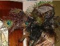 Piume di Pavone H 110 cm.  - Sconti per Fioristi e Aziende - Conf. 10 piume