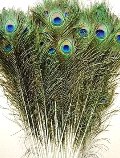 Piume di Pavone H 110 cm.  - Sconti per Fioristi e Aziende - Conf. 10 piume