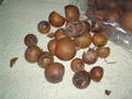 Mini Bell Cups Kurchi Ftuit  - Sconti per Fioristi e Aziende - gr.250