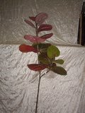 Sea Grape x 2  con 14 foglie - Sconti per Fioristi e Aziende