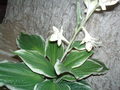 Hosta Fasciata x 18  fiorita - Sconti per Fioristi e Aziende - Artificiale