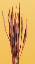 Palm Sun Stabilizzato Naturale H 130 Conf. 10 foglie - Sconti per Fioristi e Aziende