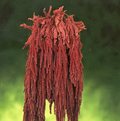 Amaranthus caudatum stabilizzato H 90/110 - Sconti per Fioristi e Aziende