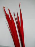 Foglia di Tipha - (Palm Sun)  H 120 Rosso - Sconti per Fioristi e Aziende