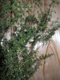 Asparagus Preservato Glitterato H 120 - Sconti per Fioristi e Aziende