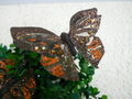 Farfalle x 12 Bronzo  Brillante cm. 18 x 11 - Sconti per Fioristi e Aziende