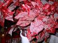 Stella di Natale Rubino Metalizzata alta cm. 110 mod. Shiny - Sconti per Fioristi e Aziende
