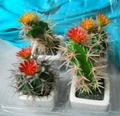 Box 4 Cactus Acantus Fiorito in vaso - Sconti per Fioristi e Aziende