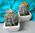 Cactus di Opunzia Invicta H 14  in vaso - Sconti per Fioristi e Aziende