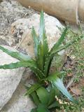 Pianta grassa di Aloe Vera  H 40 - Sconti per Fioristi e Aziende