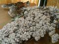 Muschio di Conifera gr. 500 ( Coniferen Moss ) Naturale preservato - Sconti per Fioristi e Aziende
