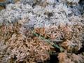 Muschio di Conifera gr. 500 ( Coniferen Moss ) Naturale preservato - Sconti per Fioristi e Aziende