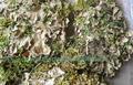 Muschio Querceto ( Oak Moss ) gr. 100