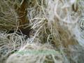 Muschio di Palude ( Swamp Moss ) Naturale preservato gr. 250 - Sconti per Fioristi e Aziende
