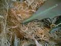 Muschio di Palude ( Swamp Moss ) Naturale preservato gr. 250 - Sconti per Fioristi e Aziende