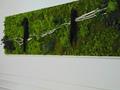 Quadro Vegetale Preservato Manhattan cm. 300 x 80 - Sconti per Fioristi e Aziende