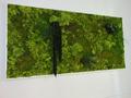 Quadro Vegetale preservato" La Siepe " cm. 160 x 80 - Sconti per Fioristi e Aziende