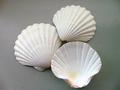 Conchiglie Pecten Albican - Sconti per Fioristi e Aziende - Kg. 1