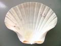 Conchiglie Pecten Albican - Sconti per Fioristi e Aziende - Kg. 1