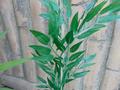 Canna bamboo H 210 con 482 foglie - Sconti per Fioristi e Aziende
