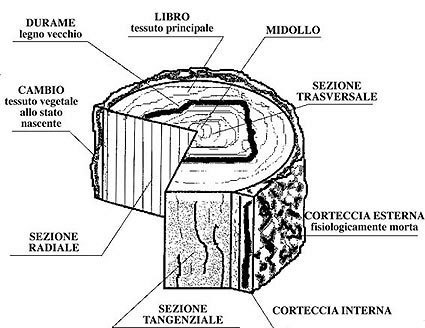 Caratteristiche  Tecniche  di vari legni