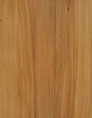 LEGNO OLMO EUROPEO