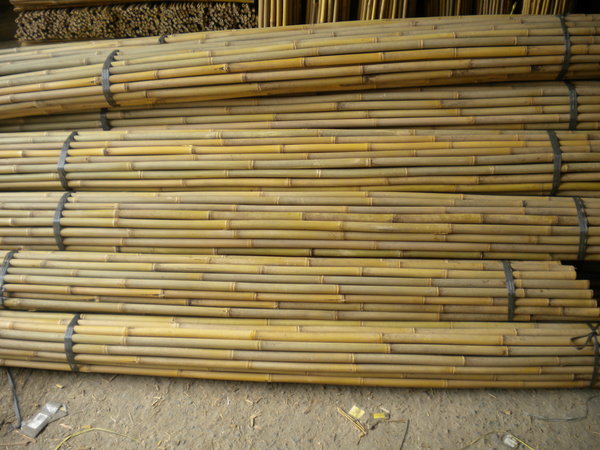 Canne di bambu Centro AMAR Uso Agricolo - Salaparuta (Trapani)