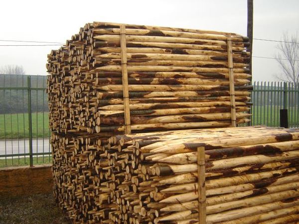 Paletti in legno per Vigneti Centro AMAR in Castagno ed in Pino -  Salaparuta (Trapani)