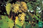 Barbatelle innestate di vite da vino Catarratto extra lucido VCR Dimensione 30/40 cm