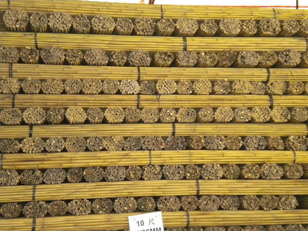 Canne di bambu Centro AMAR Uso Agricolo