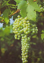 Barbatelle innestate di vite da vino Grecanico VCR Dimensione 30/40 cm