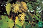 Barbatelle innestate di vite da vino Catarratto extra lucido VCR Dimensione 30/40 cm