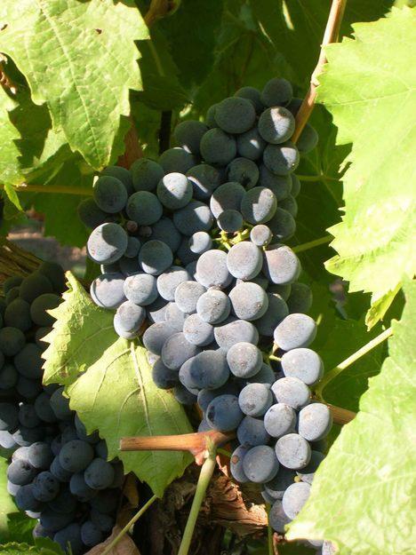 Barbatelle innestate di vite da vino Nero d'Avola VCR Dimensione 30/40 cm