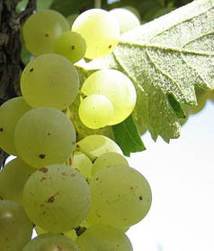 Barbatelle innestate di vite da vino Fiano VCR Dimensione 30/40 cm