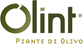 Piantine di Olive  OLINT (marchio registrato di AGROMILLORA) per Sistemi Super-intensivi