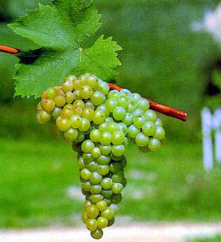Barbatelle innestate di vite da vino Moscato Bianco VCR Dimensione 30/40 cm - Salaparuta (Trapani)