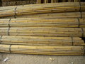 Canne di bambu Centro AMAR Uso Agricolo