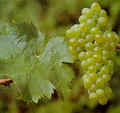 Barbatelle innestate di vite da vino Catarratto bianco lucido VCR Dimensione 30/40 cm