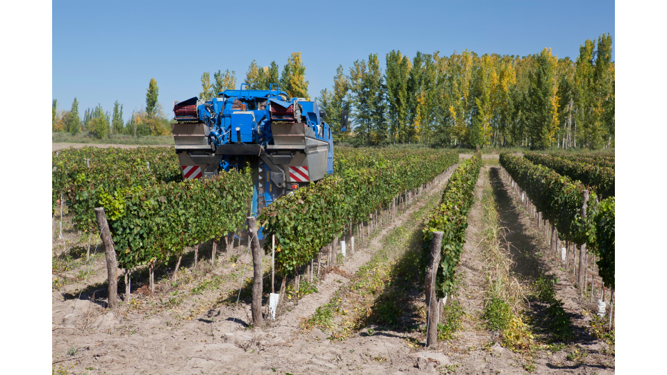 Vigneti Superintensivi: la raccolta meccanizzata