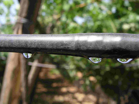 Irrigazione a Goccia DUAL®  - Alcamo (Trapani)